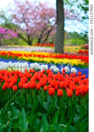 Tulip at Hitachi Beach Park Tulip at Hitachi Beach Park 141137805