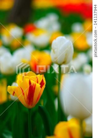 Tulip at Hitachi Beach Park Tulip at Hitachi Beach Park 141137944