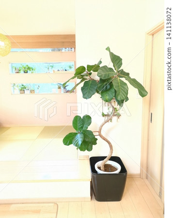 African Prince Ficus, a rare species of houseplant with a curved shape, perfect for indoor living room decor. African Prince Ficus, a rare species of houseplant with a curved shape, perfect for indoor living room decor. 141138072