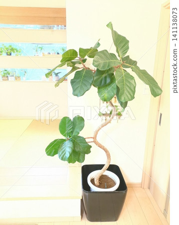 African Prince Ficus, a rare species of houseplant with a curved shape, perfect for indoor living room decor. African Prince Ficus, a rare species of houseplant with a curved shape, perfect for indoor living room decor. 141138073