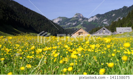 Scenic View of Hoher Kasten With Vibrant Buttercup Meadow in Switzerland Scenic View of Hoher Kasten With Vibrant Buttercup Meadow in Switzerland 141138075