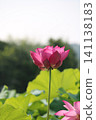 Lotus looking up at the sky 141138183