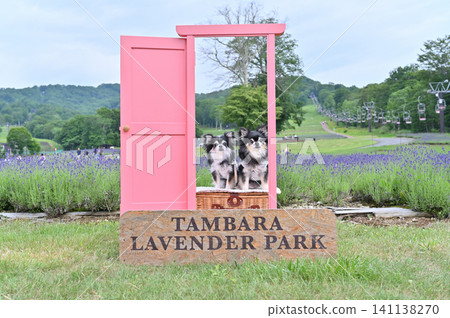兩隻吉娃娃在坦巴拉薰衣草公園拍出了適合發佈到Instagram的照片 兩隻吉娃娃在坦巴拉薰衣草公園拍出了適合發佈到Instagram的照片 141138270