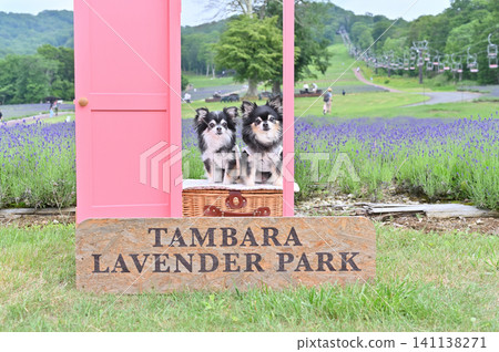 兩隻吉娃娃在坦巴拉薰衣草公園拍出了適合發佈到Instagram的照片 兩隻吉娃娃在坦巴拉薰衣草公園拍出了適合發佈到Instagram的照片 141138271