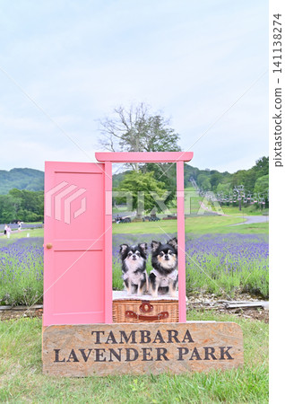Two Chihuahuas take Instagrammable photos at Tambara Lavender Park Two Chihuahuas take Instagrammable photos at Tambara Lavender Park 141138274