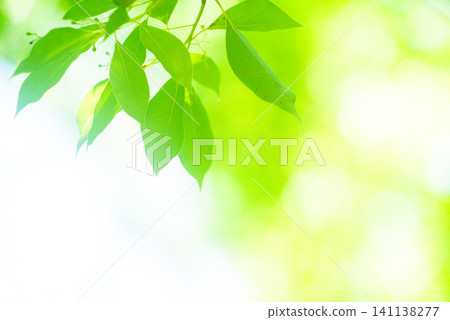The season of fresh greenery The season of fresh greenery 141138277
