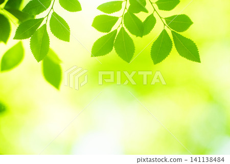 The season of fresh greenery The season of fresh greenery 141138484