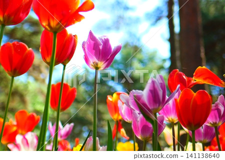 Tulip at Hitachi Beach Park Tulip at Hitachi Beach Park 141138640