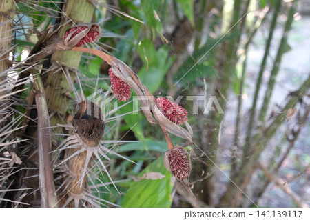 Salak (Salacca zalacca) is a species of palm tree 141139117
