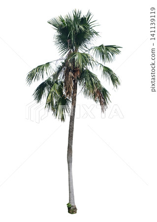 Livistona rotundifolia (Footstool palm) Livistona rotundifolia (Footstool palm) 141139119