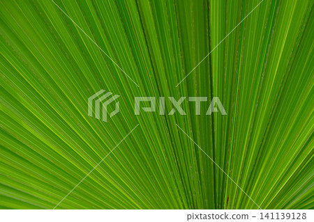 leave of Fiji Fan Palm Tree leave of Fiji Fan Palm Tree 141139128