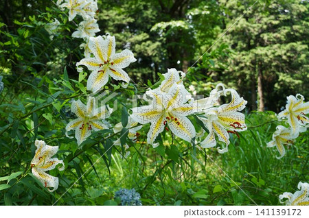 A rural landscape filled with the scent of mountain lilies. A rural landscape filled with the scent of mountain lilies. 141139172