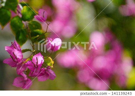Bougainvillea enveloped in a blurred background Bougainvillea enveloped in a blurred background 141139243