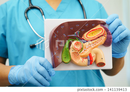 Cirrhosis, Liver cancer, fatty liver, Asian doctor with liver human anatomy model in World Hepatitis Day at hospital. Cirrhosis, Liver cancer, fatty liver, Asian doctor with liver human anatomy model in World Hepatitis Day at hospital. 141139413