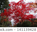 A bright red maple 141139428