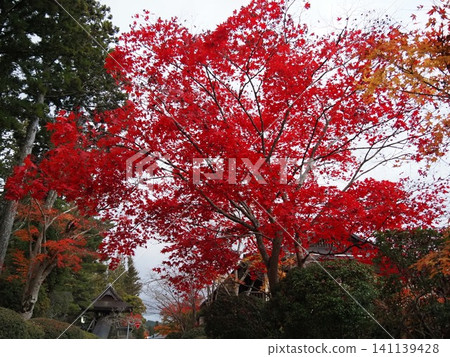 A bright red maple A bright red maple 141139428