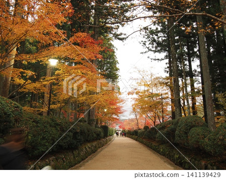 Tunnel of autumn leaves Tunnel of autumn leaves 141139429