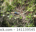 A dragonfly perched on the tip of a leaf 141139545