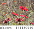 Red anemone flowers 141139549