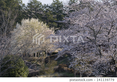 羊山公園的櫻花 羊山公園的櫻花 141139779