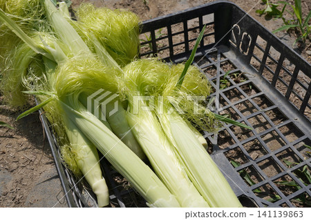 Baby corn harvested immediately after harvest 03 Baby corn harvested immediately after harvest 03 141139863