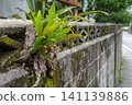 Asplenium nidus growing on a concrete wall 141139886