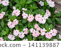 Light pink impatiens flowers viewed from above 141139887
