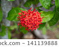 A dense cluster of bright red Ixora flowers 141139888