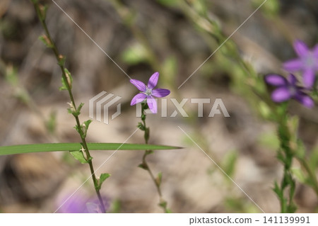 近距離觀察盛開的斑點風鈴草(Campanula punctata)嬌嫩的紫色花瓣。 近距離觀察盛開的斑點風鈴草(Campanula punctata)嬌嫩的紫色花瓣。 141139991