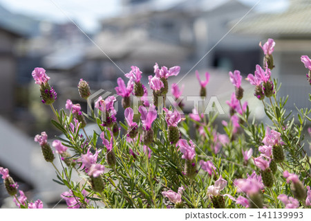 花園裡的薰衣草沐浴在陽光下(初夏香草園景) 花園裡的薰衣草沐浴在陽光下(初夏香草園景) 141139993