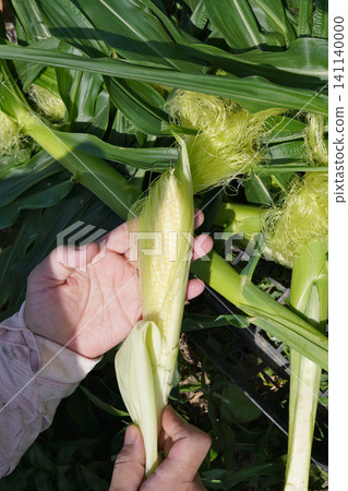 Peeling the husks off harvested baby corn 01 Peeling the husks off harvested baby corn 01 141140000