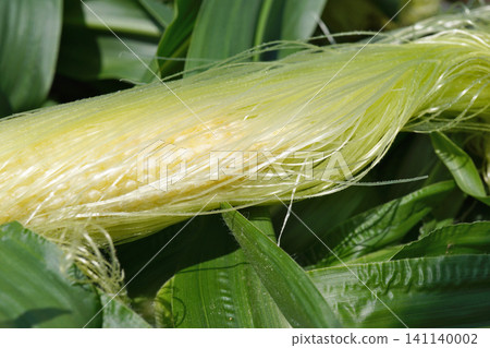 Peeling the husks off harvested baby corn 03 Peeling the husks off harvested baby corn 03 141140002