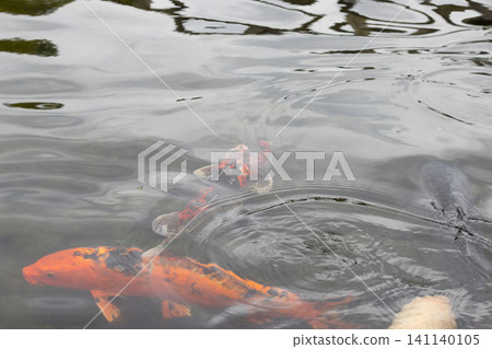 Colorful carp gather near the surface of the pond. Colorful carp gather near the surface of the pond. 141140105