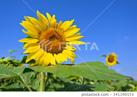 Sunflower shining in the blue sky Sunflower shining in the blue sky 141140153