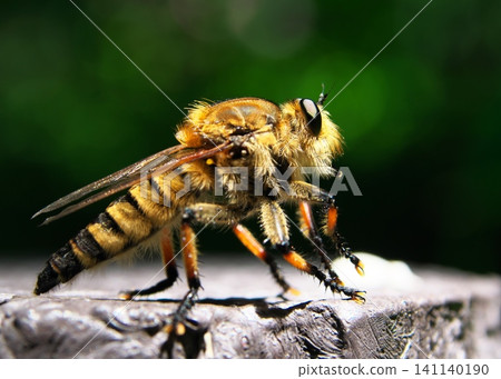 Close-up of a robber fly Close-up of a robber fly 141140190