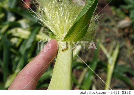 Corn borer larva 04 Corn borer larva 04 141140358