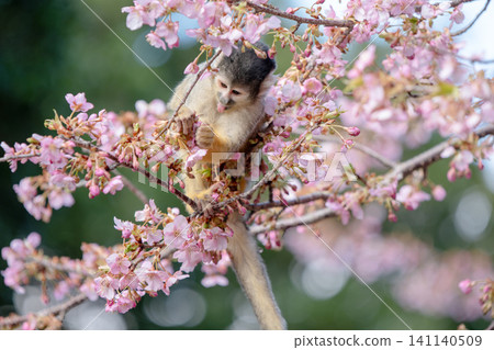Kawazu cherry blossoms and squirrel monkeys at Izu Shaboten Animal Park (February 2026) Kawazu cherry blossoms and squirrel monkeys at Izu Shaboten Animal Park (February 2026) 141140509