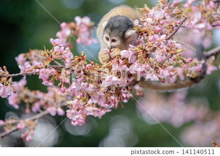 Kawazu cherry blossoms and squirrel monkeys at Izu Shaboten Animal Park (February 2026) Kawazu cherry blossoms and squirrel monkeys at Izu Shaboten Animal Park (February 2026) 141140511