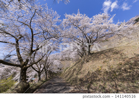 Cherry blossoms at Sakurayama Park 141140516