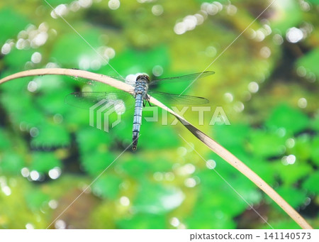 A damselfly that lives in a pond with aquatic plants. 141140573