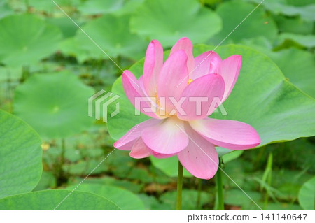 古老蓮花 古老蓮花 141140647