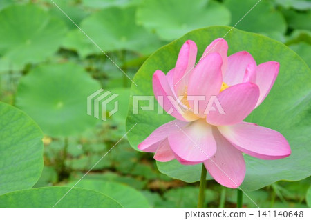 古老蓮花 古老蓮花 141140648
