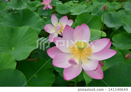 古代蓮花 古代蓮花 141140649