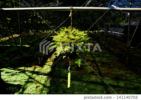 懸掛蕨類植物:一種季節性傳統 懸掛蕨類植物:一種季節性傳統 141140708
