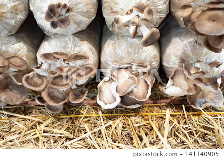 Oyster mushroom growth in farm, herb vegetable natural organic, raw food ingredient for good health diet. Oyster mushroom growth in farm, herb vegetable natural organic, raw food ingredient for good health diet. 141140905