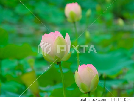 Lotus flower that is about to bloom Lotus flower that is about to bloom 141141004