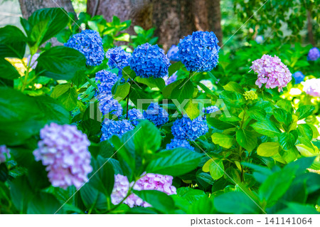 Fujimori Shrine: Receive blessings for victory from the humility (flower language) of hydrangeas. Fujimori Shrine: Receive blessings for victory from the humility (flower language) of hydrangeas. 141141064