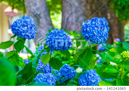 Fujimori Shrine: Receive blessings for victory from the humility (flower language) of hydrangeas. 141141065