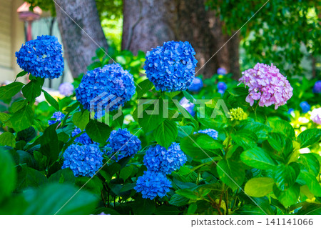 Fujimori Shrine: Receive blessings for victory from the humility (flower language) of hydrangeas. Fujimori Shrine: Receive blessings for victory from the humility (flower language) of hydrangeas. 141141066