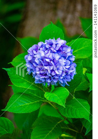 Fujimori Shrine: Receive blessings for victory from the humility (flower language) of hydrangeas. Fujimori Shrine: Receive blessings for victory from the humility (flower language) of hydrangeas. 141141069